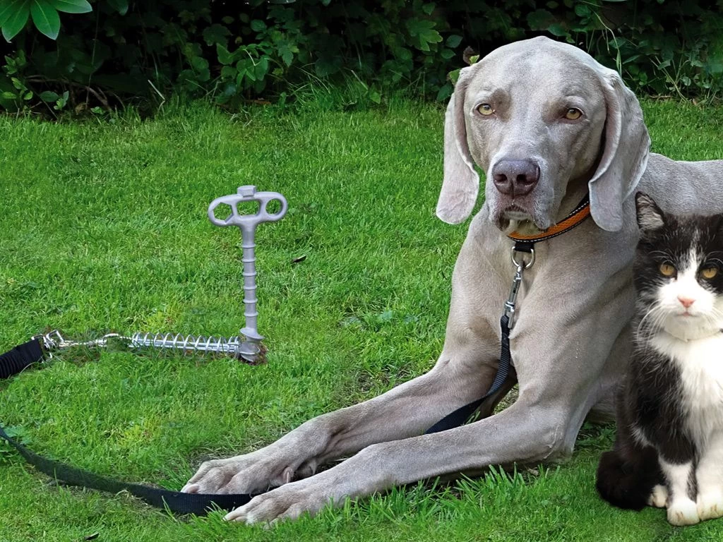 Peggy Peg Pet Peg 4 Peggy Peg Pet Peg - Image 2